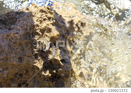 Coastal Rock with Small Marine Creature in Shallow Water at Beach Shore 130021372