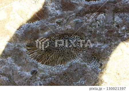 Intricate Coral Fossil Embedded in Rock Surface Under Bright Sunlight 130021397