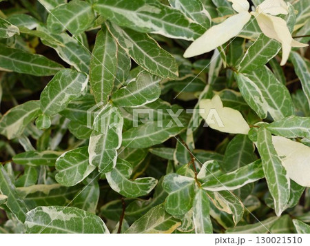 緑の背景 130021510