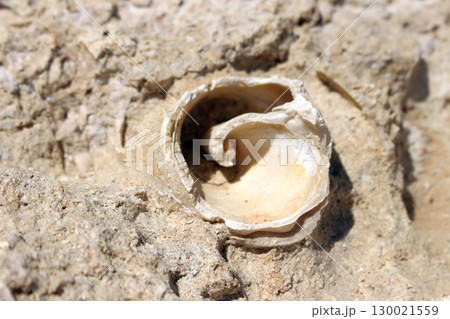 Spiral Shell Fossil Embedded in a Textured Rock Surface Under Natural Light 130021559