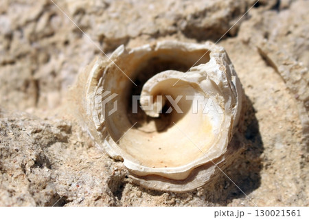 Close Up of a Spiral Shell Fossil Set Against a Rough Rock Background Close Up of a Spiral Shell Fossil Set Against a Rough Rock Background 130021561
