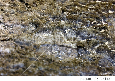 Coral Fossil Embedded in a Layered Rock Surface with Intricate Details 130021581