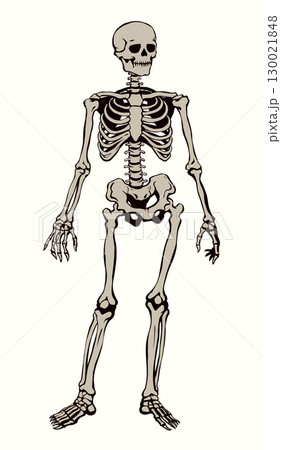 Human skeleton. Vector schematic drawingのイラスト素材 [130021848] - PIXTA