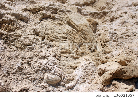 Sandy Rock Surface with a Large Fossil and a Small Shell in Natural Light 130021957