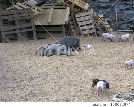 Farmyard Scene with Resting Pigs and Piglets Near Wooden Pallet Fences Farmyard Scene with Resting Pigs and Piglets Near Wooden Pallet Fences 130021974