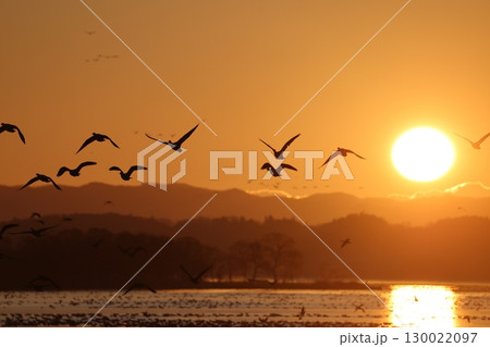 マガンの飛び立ち 130022097