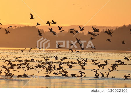 マガンの飛び立ち 130022103