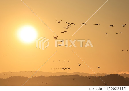 マガンの飛び立ち マガンの飛び立ち 130022115