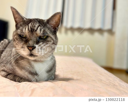 見つめる猫 見つめる猫 130022118