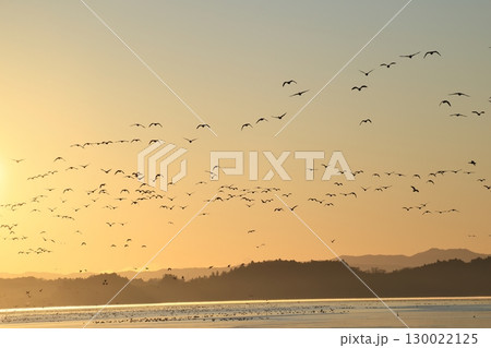 マガンの飛び立ち 130022125