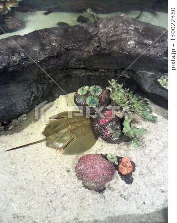A Horseshoe Crab Resting Among Colorful Sea Urchins in an Aquarium Habitat A Horseshoe Crab Resting Among Colorful Sea Urchins in an Aquarium Habitat 130022380
