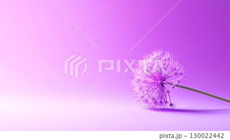 Purple allium flower on gradient violet background with copy space 130022442