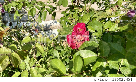 Close-up of a vibrant red rose amidst lush green foliage in natural light Close-up of a vibrant red rose amidst lush green foliage in natural light 130022451