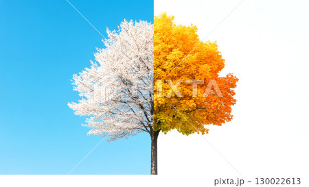 Tree splitting seasons half spring blossoms and half autumn leaves against clear blue and white skies 130022613