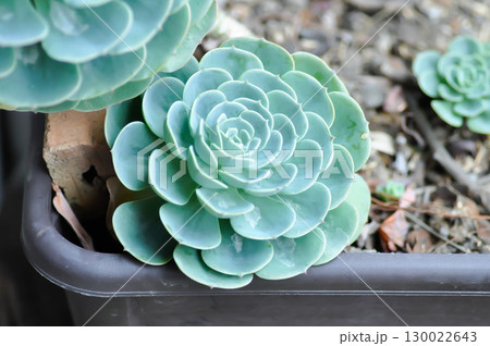 Echeveria  runyonii rose or guatemala echeveria or guatemala or Echeveria or Echeveria shaviana or  Delilah or Kalanchoe, Crassulaceae or K blossfeldiana 130022643