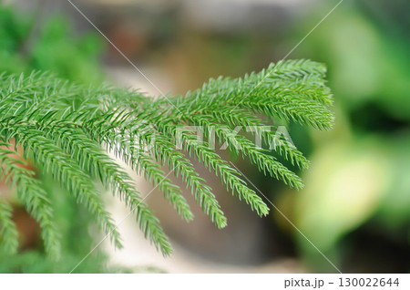Araucaria cunninghamii, Araucaria heterophylla or Araucaria heterophylla Salisb Franco or Araucariaeae or Hoop pine or House Pine or Norfolk Island Pine or pine tree Araucaria cunninghamii, Araucaria heterophylla or Araucaria heterophylla Salisb Franco or Araucariaeae or Hoop pine or House Pine or Norfolk Island Pine or pine tree 130022644