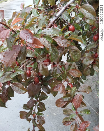 Rain Kissed Berry Tree with Red Fruits Glistening Under a Cloudy Sky Rain Kissed Berry Tree with Red Fruits Glistening Under a Cloudy Sky 130022821