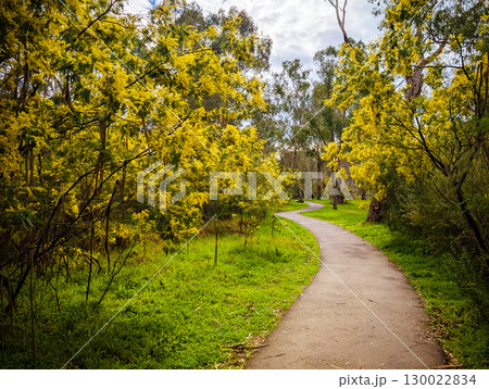 Golden Wattle in Melbourne Australia 130022834