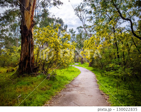 Golden Wattle in Melbourne Australia 130022835