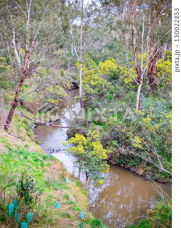 Golden Wattle in Melbourne Australia 130022853