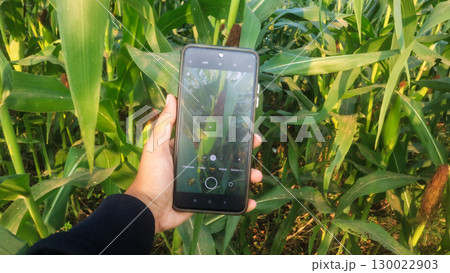 Asian farmer using smartphone in corn field. Agriculture and plant care concept 130022903