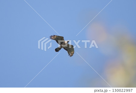 飛翔するハチクマのオス 飛翔するハチクマのオス 130022997