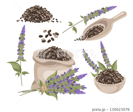 Chia seeds in a linen bag, in a bowl,  in a wooden spoon with a bouquet of chia flower. Salvia hispanica. Spice, condiment, granule or grain. Superfood illustration. 130023076
