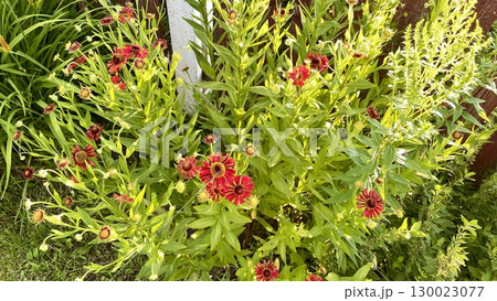 red geranium flowers in the garden 130023077
