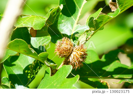 カシワのどんぐり 130023175