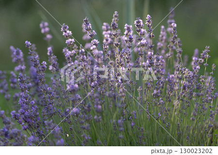 Lavender, Lavandula angustifolia, in Bloom Lavender, Lavandula angustifolia, in Bloom 130023202