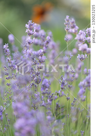 Uses of Lavender in the Food Industry Uses of Lavender in the Food Industry 130023205