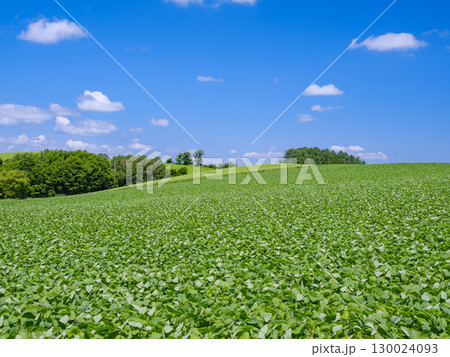北海道美瑛_大豆畑の風景 130024093