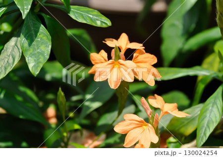 Crossandra or ACANTHACEAE, ,crossandra infundibuliformis or Crossandra infundibuliformis Merr Crossandra or ACANTHACEAE, ,crossandra infundibuliformis or Crossandra infundibuliformis Merr 130024254