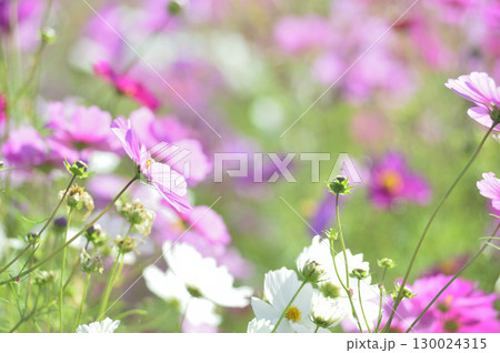いつか見た　コスモス畑 130024315
