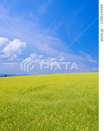 北海道美瑛_キガラシ畑の風景 130024489