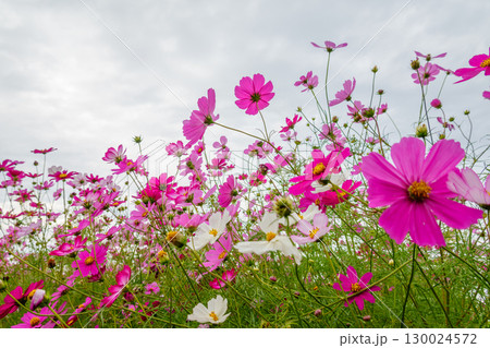 ピンクと白のコスモスが並ぶ秋の花畑 ピンクと白のコスモスが並ぶ秋の花畑 130024572