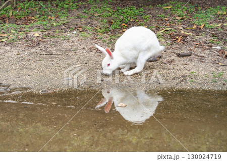大久野島のうさぎ 広島県竹原市 130024719