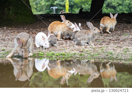 大久野島のうさぎ 広島県竹原市 130024721