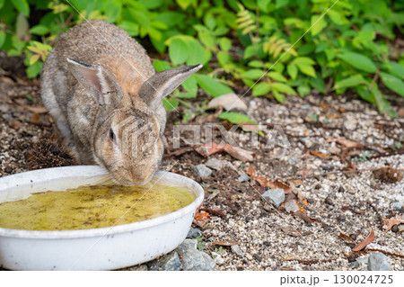 大久野島のうさぎ 広島県竹原市 130024725