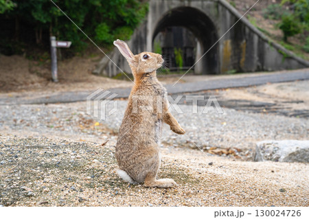 大久野島のうさぎ 広島県竹原市 130024726