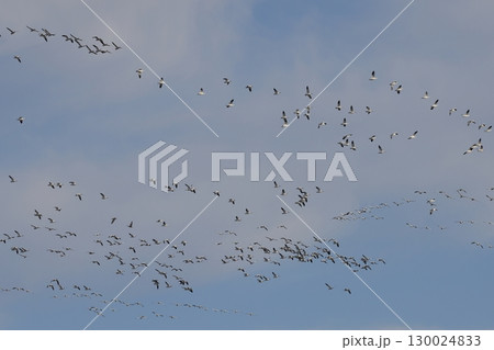青空を飛ぶハクガンの群れ 130024833
