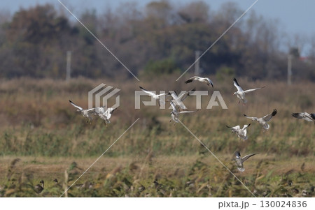 畑地に降りるハクガンの群れ 畑地に降りるハクガンの群れ 130024836