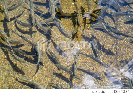 鮎の釣り堀 川魚の生け簀で泳ぐ鮎 鮎の釣り堀 川魚の生け簀で泳ぐ鮎 130024884