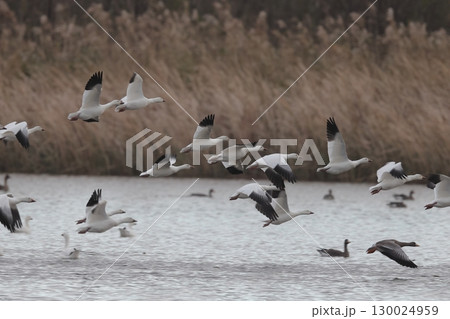 着水するハクガンの群れ 130024959