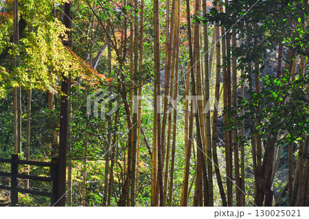 京都　三尾　槙尾山　西明寺　境内にある竹林　(京都府京都市右京区） 130025021