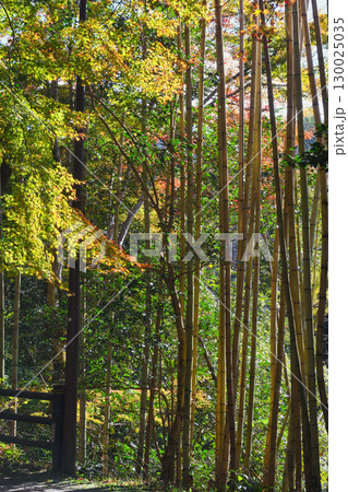 京都　三尾　槙尾山　西明寺　境内にある竹林　(京都府京都市右京区） 130025035