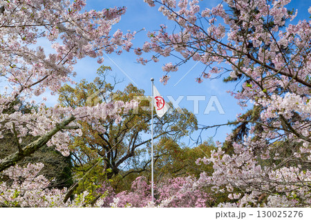 香川県仲多度郡琴平町　金毘羅さん　パワースポット 130025276