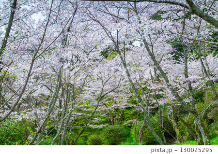 香川県仲多度郡琴平町　金毘羅さん　パワースポット 130025295
