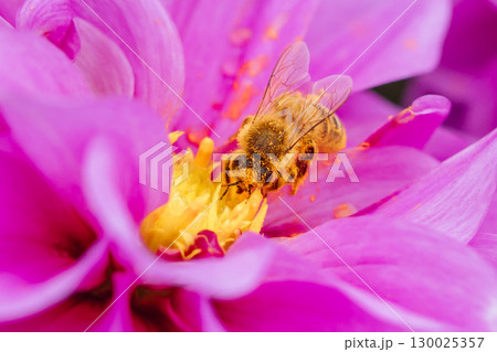 Dahlia Flowers in Melbourne Australia 130025357