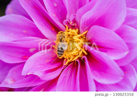 Dahlia Flowers in Melbourne Australia 130025358